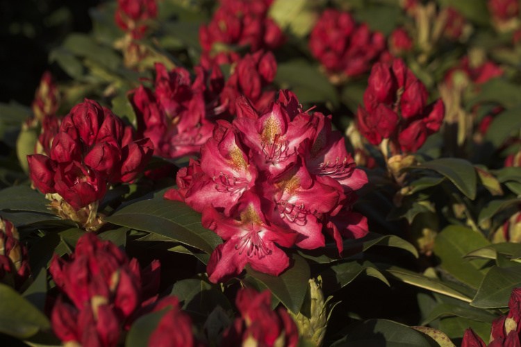 Rhododendron Hybr.'Junifeuer', Rhododendron-Hybride rot mit Fleck, spät