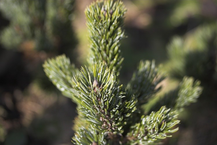 Pinus aristata, Fuchsschwanzkiefer