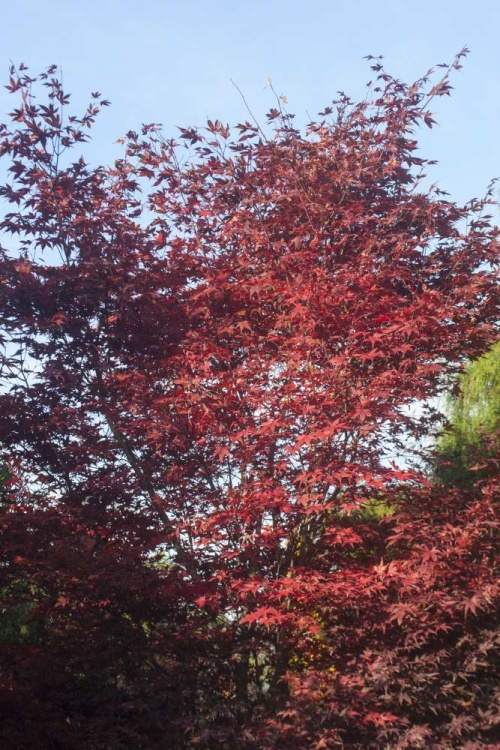 Acer palmatum 'Bloodgood', Roter Fächerahorn