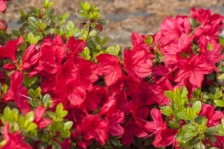 Rhododendron obt.'Muttertag', Japanische Azalee rot
