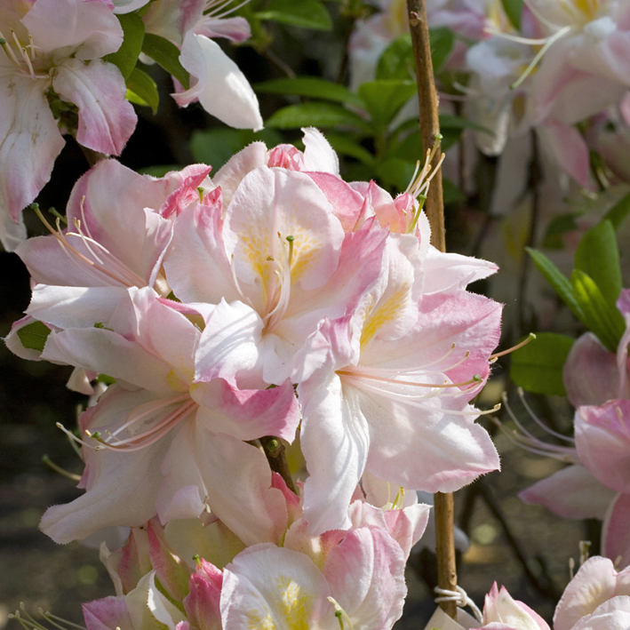Rhododendron lut.'Satomi', Sommergrüne Azalee zartrosa weiß
