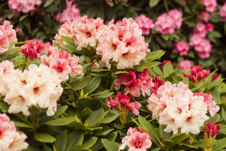 Rhododendron yak.'Marrakesch', Yaku-Rhododendron rose creme