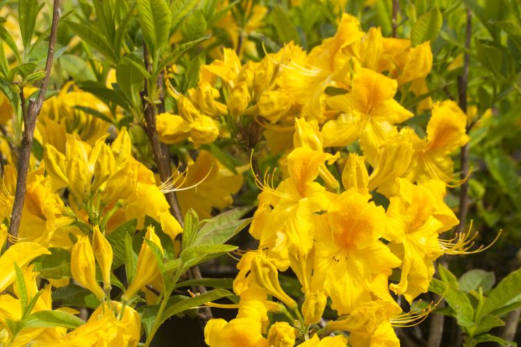 Rhododendron lut.'Goldstück', Sommergrüne Azalee leuchtend gelb