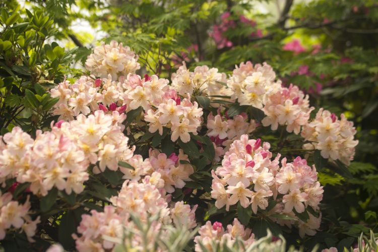 Rhododendron yak.'Percy Wiseman', Yaku-Rhododendron lachsrosa bis hellgelb