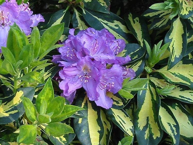 Rhododendron Hybr.'Blattgold', Rhododendron-Hybride 'Blattgold' lila
