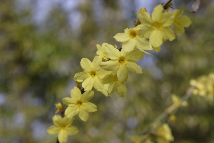 Jasminum nudiflorum, Echter Winter-Jasmin, gelb