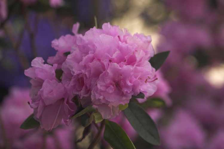 Rhododendron dauric.'Staccato', Rhododendron dauric.rosa gefüllt