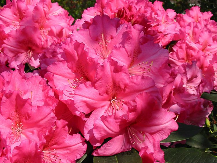 Rhododendron Hybr.'Caruso'  -R-, Rhododendron-Hybride pink