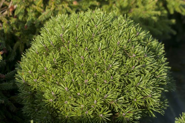Pinus uncinata 'Süße Perle', Mini-Zwergkiefer, grün