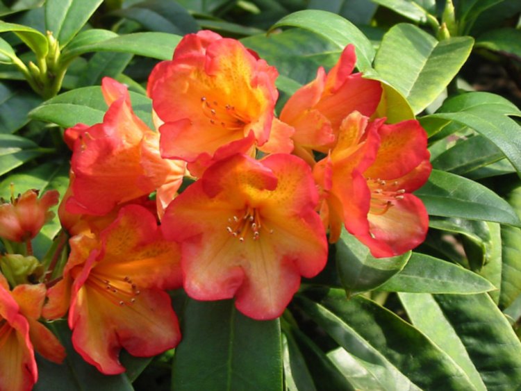Rhododendron dichroanthum 'Abraxas', Rhododendron dichroanthum orange mit gelb