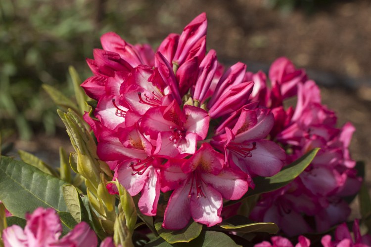 Rhododendron Hybr.'Prinz Karneval'  -R-, Rhododendron-Hybride 'Prinz Karneval'