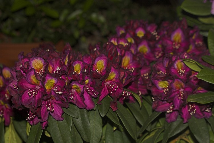 Rhododendron Hybr.'Frank Galsworthy', Rhododendron-Hybride weirot-violett