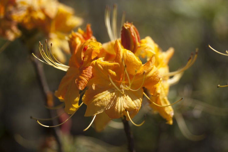 Rhododendron lut.'Klondyke', Sommergrüne Azalee goldgelb