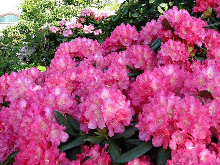 Rhododendron yak.'Sonatine', Yaku-Rhododendron pink