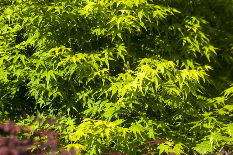 Acer palmatum 'Ukon', Fächerahorn 'Ukon' grün