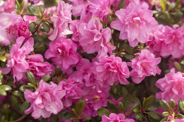Rhododendron obt.'Marinja'  -R-, Japanische Azalee reinrosa gefüllt