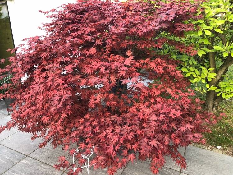 Acer palmatum 'Purple Ghost', Fächerahorn rot