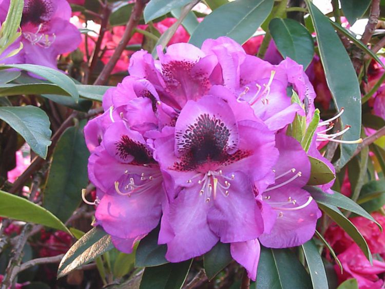 Rhododendron Hybr.'Bariton', Rhododendron-Hybride 'Bariton' violett