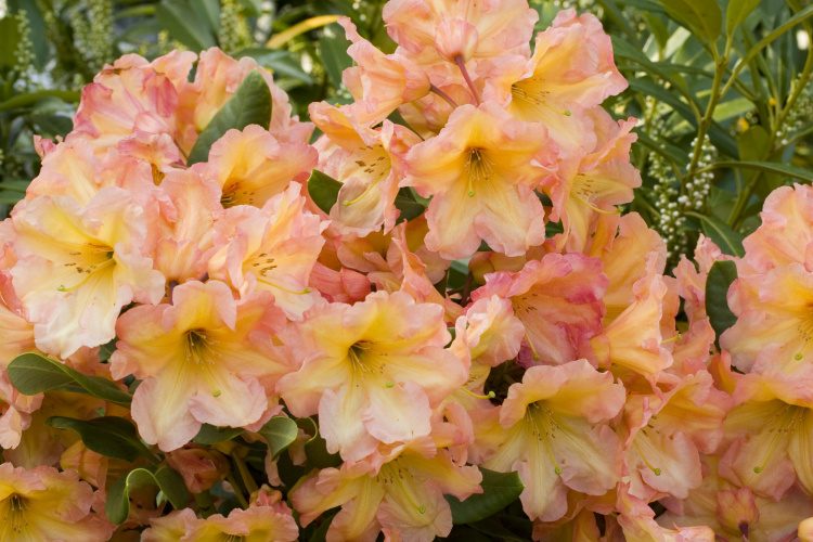 Rhododendron Hybr.'Macarena', Rhododendron-Hybride 'Macarena'