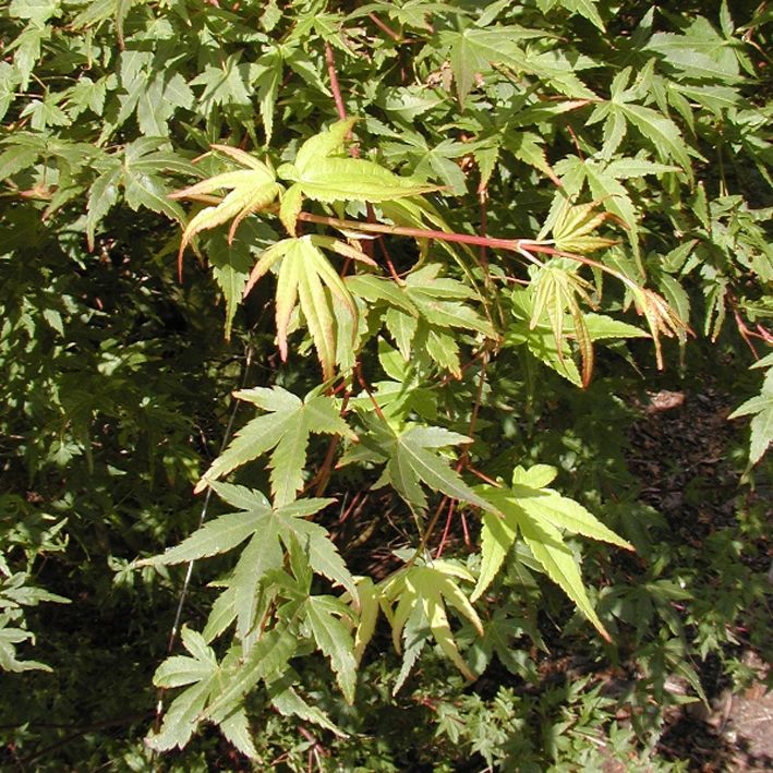 Acer palmatum 'Beni-kawa', Fächerahorn 'Beni-kawa', grünes Laub