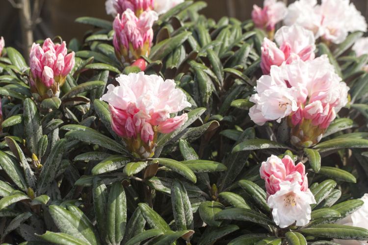Rhododendron yak.'Edelweiß', Yaku-Rhododendron weiß außen rose