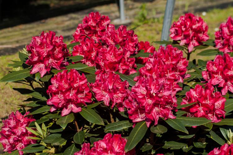 Rhododendron Hybr.'Karl Naue', Rhododendron-Hybride 'Karl Naue' rot