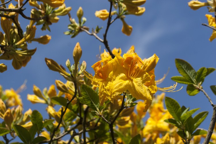 Rhododendron lut.'Goldpracht', Sommergrüne Azalee goldgelb