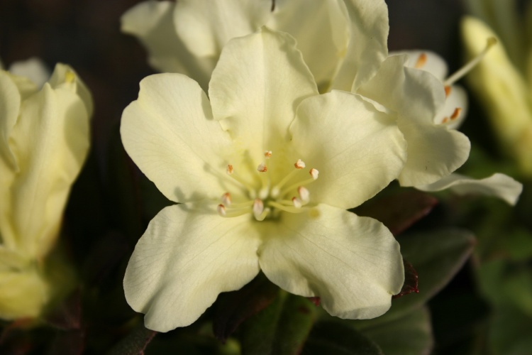 Rhododendron keiskei 'Patty Bee', Rhododendron keiskei 'Patty Bee' gelb