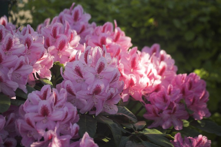 Rhododendron Hybr.'Furnivall's Daughter', Rhododendron-Hybride rosa mit Fleck