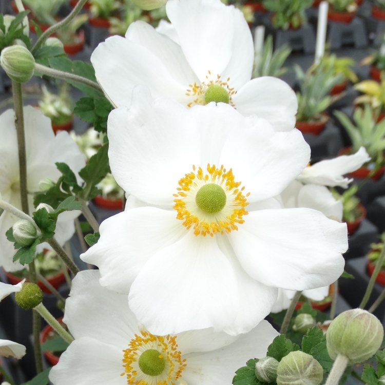 Anemone japonica 'Honorine Jobert', Garten-Herbst-Anemone weiß