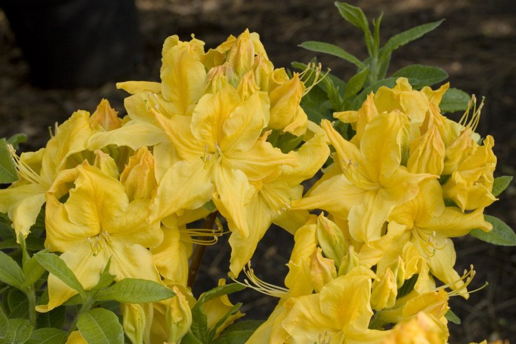 Rhododendron lut.'Windsor Sunbeam', Sommergrüne Azalee leuchtend gelb