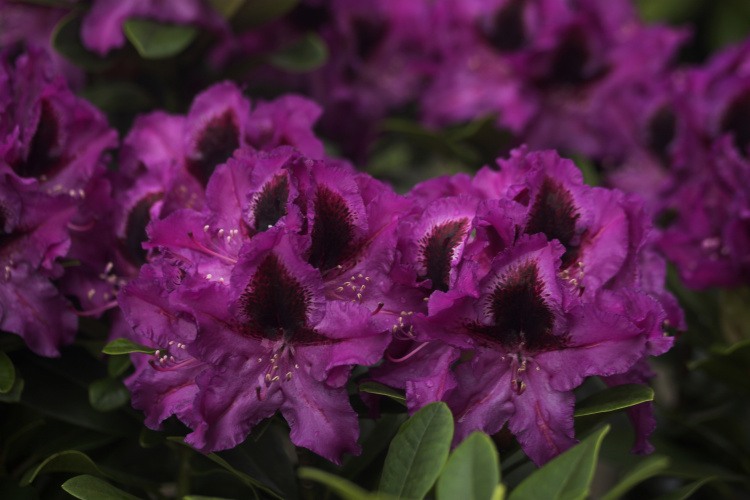 Rhododendron Hybr.'Kangaro', Rhododendron-Hybride lila mit Fleck