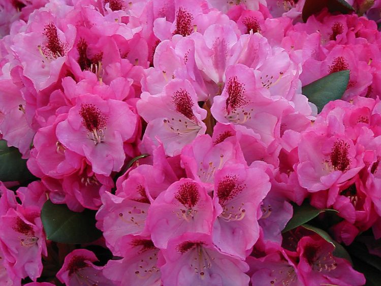 Rhododendron yak.'Nicoletta'  -S-, Yaku-Rhododendron pink mit Fleck