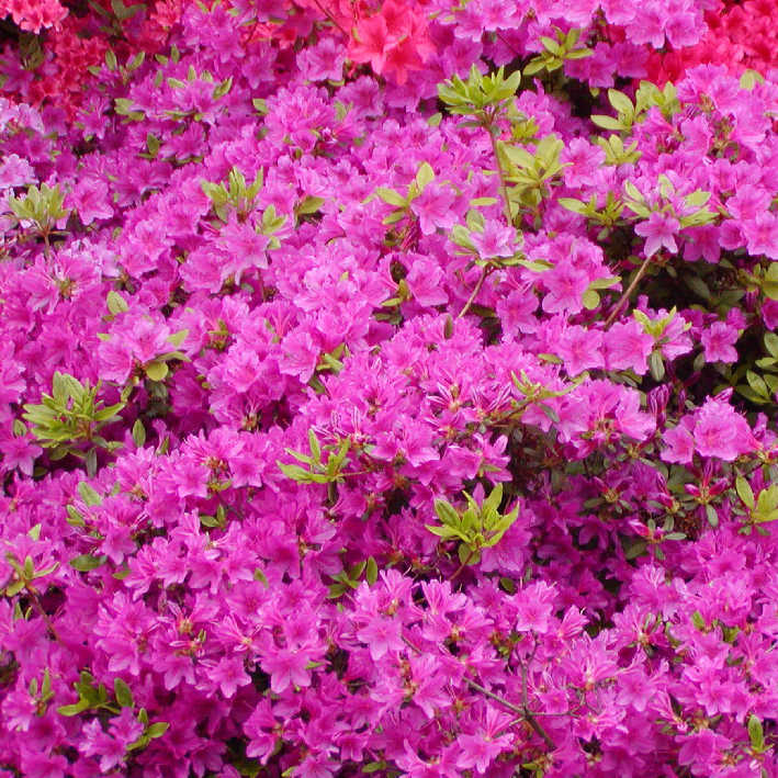 Rhododendron obt.'Königstein', Japanische Azalee purpurviolett