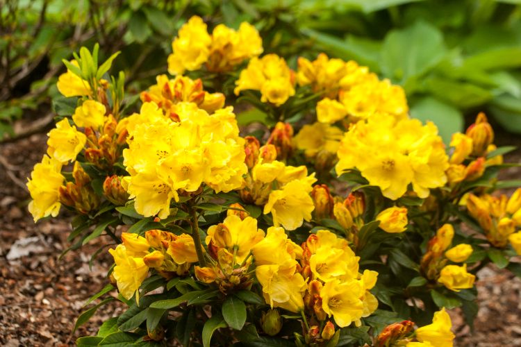 Rhododendron Hybr.'Golden Everest'  -R-, 
