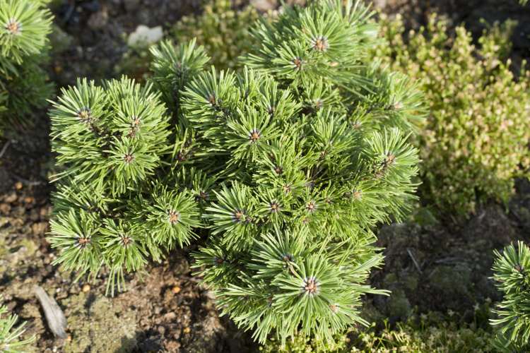 Pinus mugo 'Humpy', Berg-Kiefer 'Humpy', kompakt