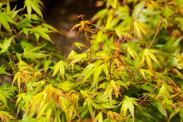 Acer palmatum 'Nishiki Yamato', Fächerahorn 'Nishiki Yamato' grün