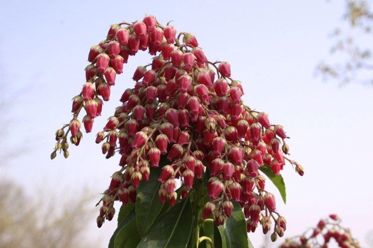 Pieris japonica 'Valley Valentine', 'Valley Valentine' rote Blüte