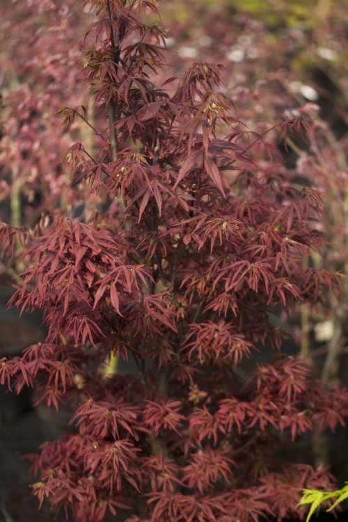 Acer palmatum 'Alpin Surprise', Fächerahorn rot, kompakt