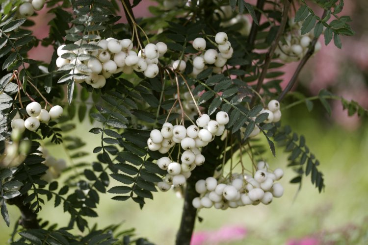 Sorbus koehneana, Strauch-Eberesche, weiße Früchte