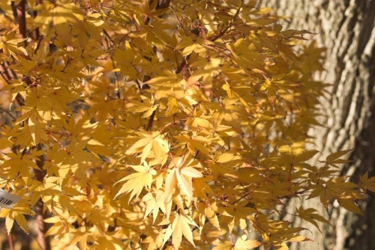 Acer palmatum 'Sangokaku', Fächerahorn 'Sangokaku' rotes Holz