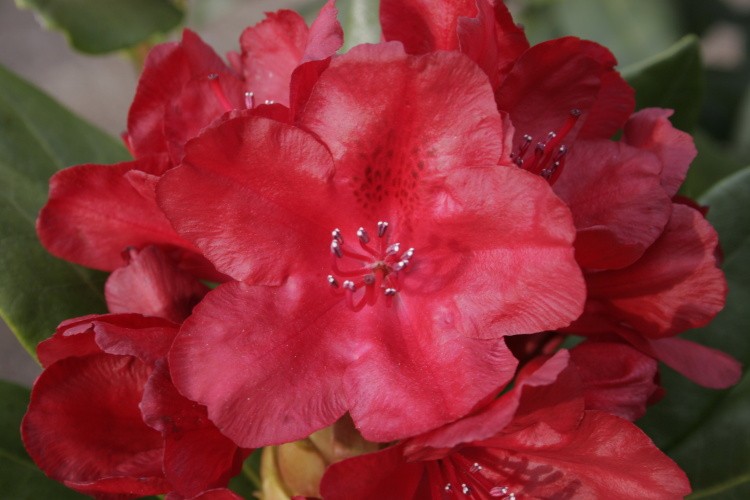 Rhododendron Hybr.'Busuki'  -R-, Rhododendron-Hybride 'Busuki'  -R- rot