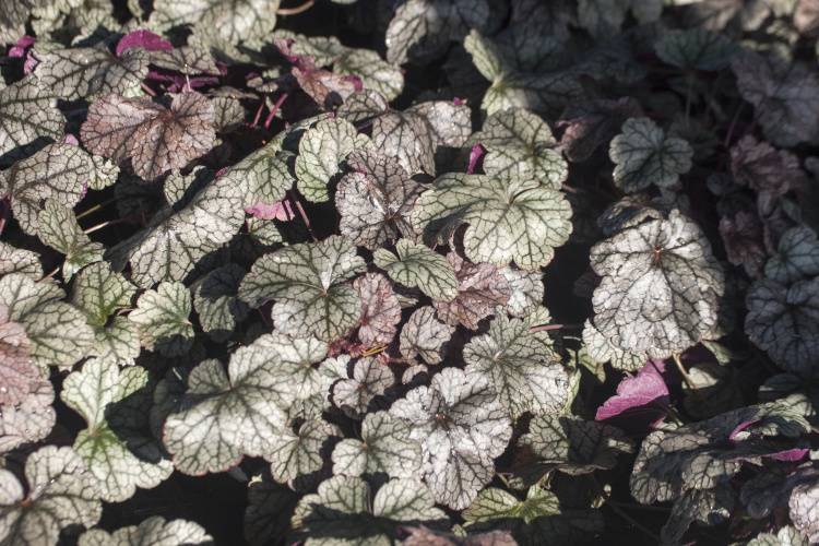 Heuchera micrantha 'Silver Scrolls'  -R-, Kleinblütiges Garten-Silberglöckchen