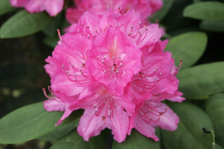 Rhododendron Hybr.'Catharine van Tol', Rhododendron-Hybride rosa