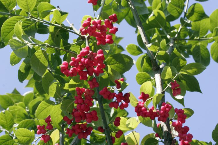 Euonymus europaeus 'Red Cascade', Pfaffenhütchen 'Red Cascade', rote Früchte