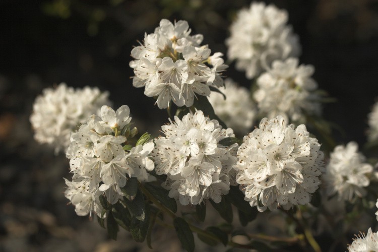 Rhododendron trich.'Schneeflöckchen', Rhododendron trich.'Schneeflöckchen' weiß