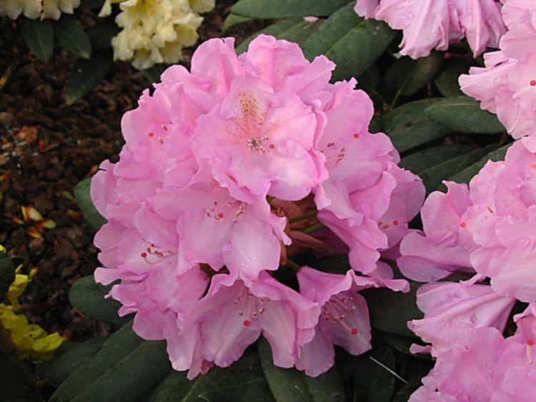 Rhododendron Hybr.'Haithabu'  -R-, Rhododendron-Hybride 'Haithabu'  -R- rosa