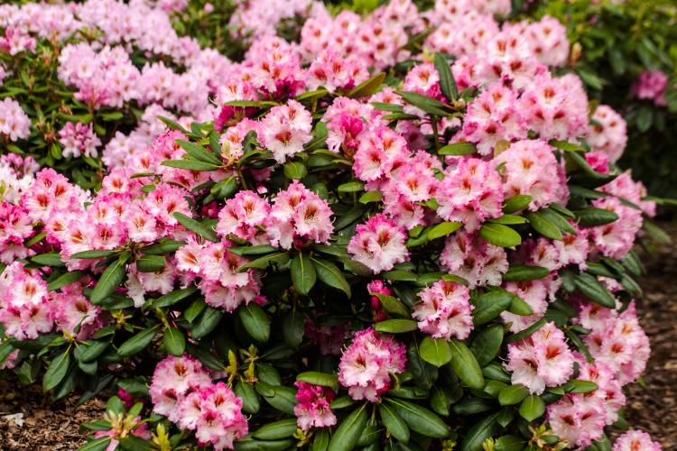 Rhododendron Hybr.'Bohlk.Kronjuwel'  -R-, Rhododendron-Hybride 'Bohlk.Kronjuwel' -R-