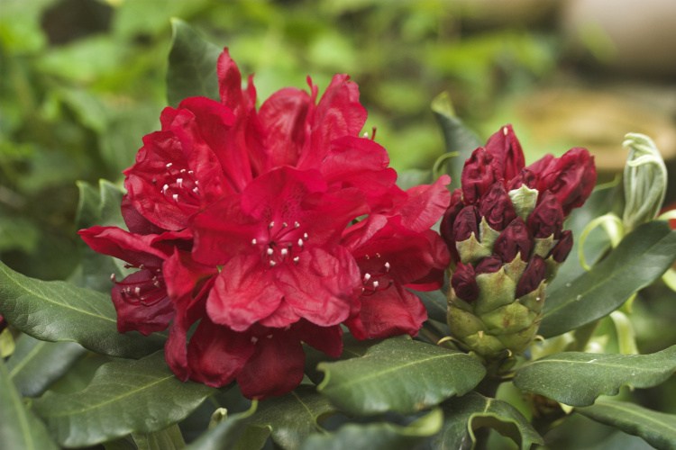 Rhododendron Hybr.'Hachm.Feuerschein'  -R-, Rhododendron-Hybr. rot