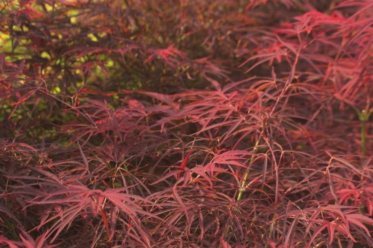 Acer palmatum 'Red Pygmy', Fächerahorn 'Red Pygmy' rot